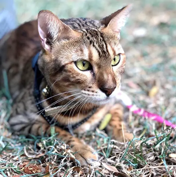 Pekriebengal Instagram - How Brands Build Human Trust in the Age of Agentic AI, Starting in 2026 - LadyinTechverse