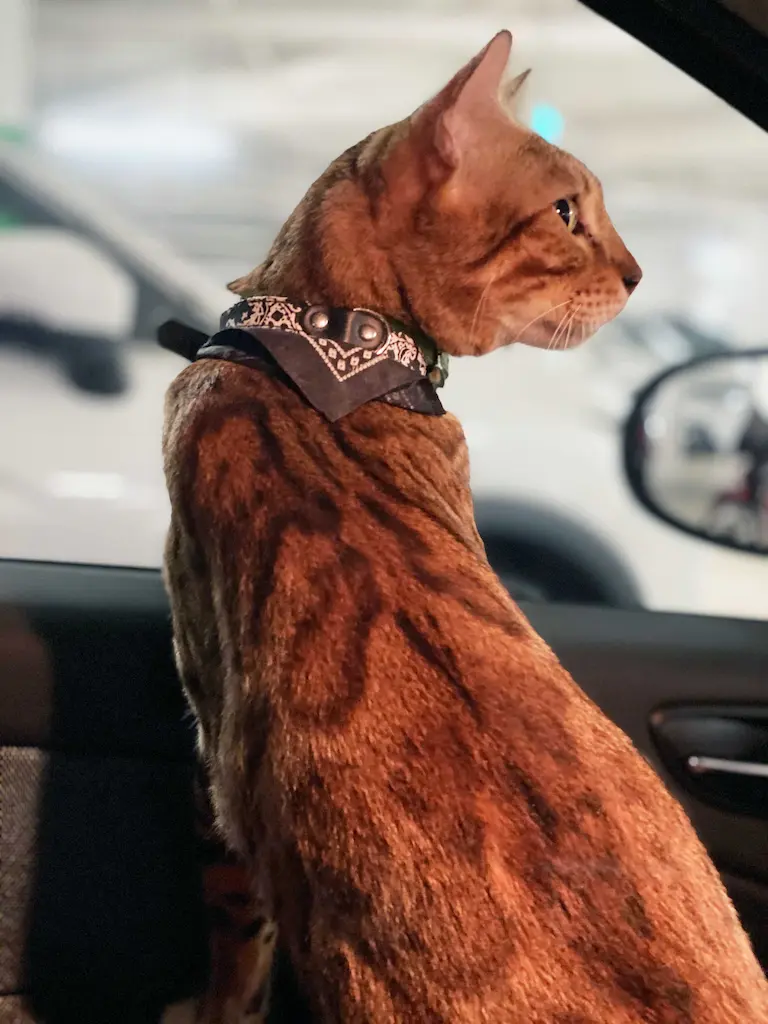 Pekriebengal Instagram - How Brands Build Human Trust in the Age of Agentic AI, Starting in 2026 - LadyinTechverse